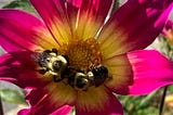 Two bees on a flower