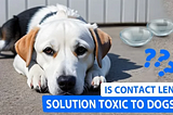 My Dog Ate Contact Lens: How to React?