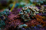 Colorful lichen growing on a rock.