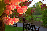 Sunset Blossoms, Cardiff, Wales