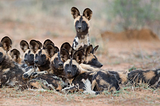 Putting African Wild Dog at the Scenter of Human-Wildlife Conflict