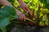 rhubarb plant growin in ground with hands picking the stalks