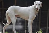 The Indian dog breed is on the verge of extinction.