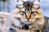 How much an American Bobtail cat?