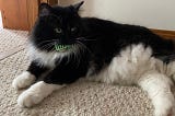 A large tuxedo cat (black with white on chest, stomach, and legs) is lying in a hallway. He has a spring toy in his mouth.