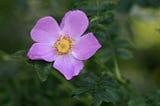 A pink rose with a yellow center and dark green foliage