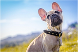 Do you know? WHY French Bulldogs are born through artificial insemination?