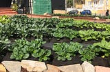 An urban farm to feed a neighborhood