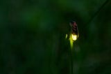 a firefly clings to a blade of grass, it’s yellow-green glow illuminating the scene