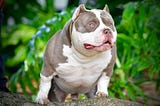 WOW! POCKET BULLY PUPPIES FOR SALE FROM #1 BLOODLINE