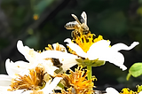 A honey bee pollinating a white & yellow wildflower, enhanced by AI (photo credit: Angelica Olson)