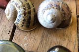 Snail Tales in my Vegetable Garden