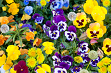 Pansies & Dandelions