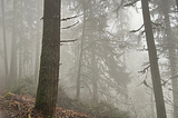 Foggy day in the woods on a trail. Douglas Fir trees look mysterious in the fog.