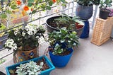 My patio, photo taken by me. Kalanchoe have white flowers. Avocado tree from a pit in the half-barrel.