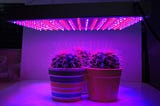 Why is the light of plant growth lights mostly purple？