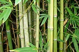 Bamboo products and sustainability: how eco-friendly are they?