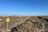 Fence constructed on Akrotiri marsh to protect grazing cattle