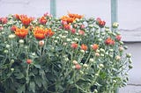 Start Fall Planting Now: A Guide to a Bountiful Autumn Garden
