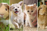 As pets population has sunk to the new low, is the UK still a nation of pets lover?