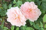 Two pale pink flowers nestled against each other