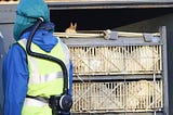 South Korea finds duck infected with bird flu