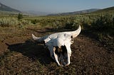 Where the Buffalo Roam(ed)