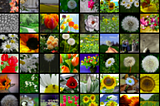 Flowers Recognition and Classification Using Deep Learning Model