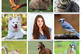 A three by three grid containing pictures. Row 1 (left to right): owl, rabbit, cat. Row 2 (left to right) dog, woman, blue jay. Row 3 (left to right) squirrel, horse, weasel.