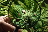 7 Benefits of Growing Marijuana Indoors