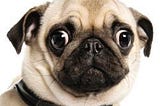 [DOWNLOAD] Dog Ate My Mad Libs Full