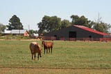 Image shows two horses in a paddock with their barn behind them on a sunny New Mexico day