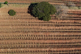 Brasil, terra do desespero