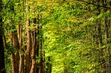 A leafy path in a green forest. Trees standing together under a green canopy.