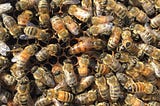 Queen bee surrounded by her attendant bees