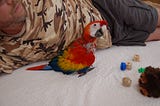 A young male double yellow scarlet macaw. Not yet fledged and still playing on the floor with baby parrot toys.