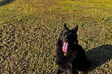 “Tails” from a Reactive Dog Mom