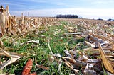 Artificial Intelligence in Crop Insurance for africa