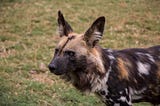 African Wild Dog Conservation