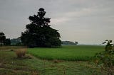 The clouds shroud over the green feild giving a glimpse of incoming rains.