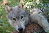 Do Wolves Still Need Protection?