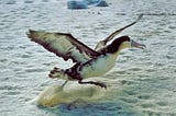 An albatross taking off
