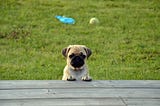 Did Your Know These Interesting Facts About Your Pug