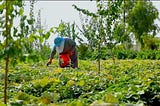 Environmental Challenges and the Road to Resilience: Transforming Eastern Ghouta’s Landscape