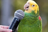 Parrots Use Proper Names Like Humans Do To Call Out Individuals