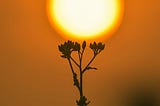 sillohuette of a plant during the sunset