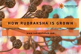 How is Rudraksha Grown? A sneak peak into Rudraksha plantation