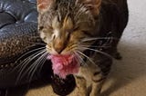 Scout, my blind cat, with her favorite toy, a pink puff, between her teeth.