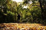 A solitary figure walks along a sunlit forest path lined with tall trees and autumn leaves, symbolising reflection, perception, and lived experience.