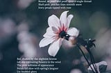 Petals (The Breeze Of Transience)